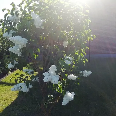 Haeuschen Im Gruenen Tatil Evi