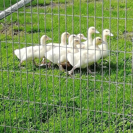 Haeuschen Im Gruenen *