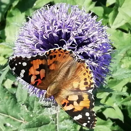 Semesterbostad Haeuschen Im Gruenen *